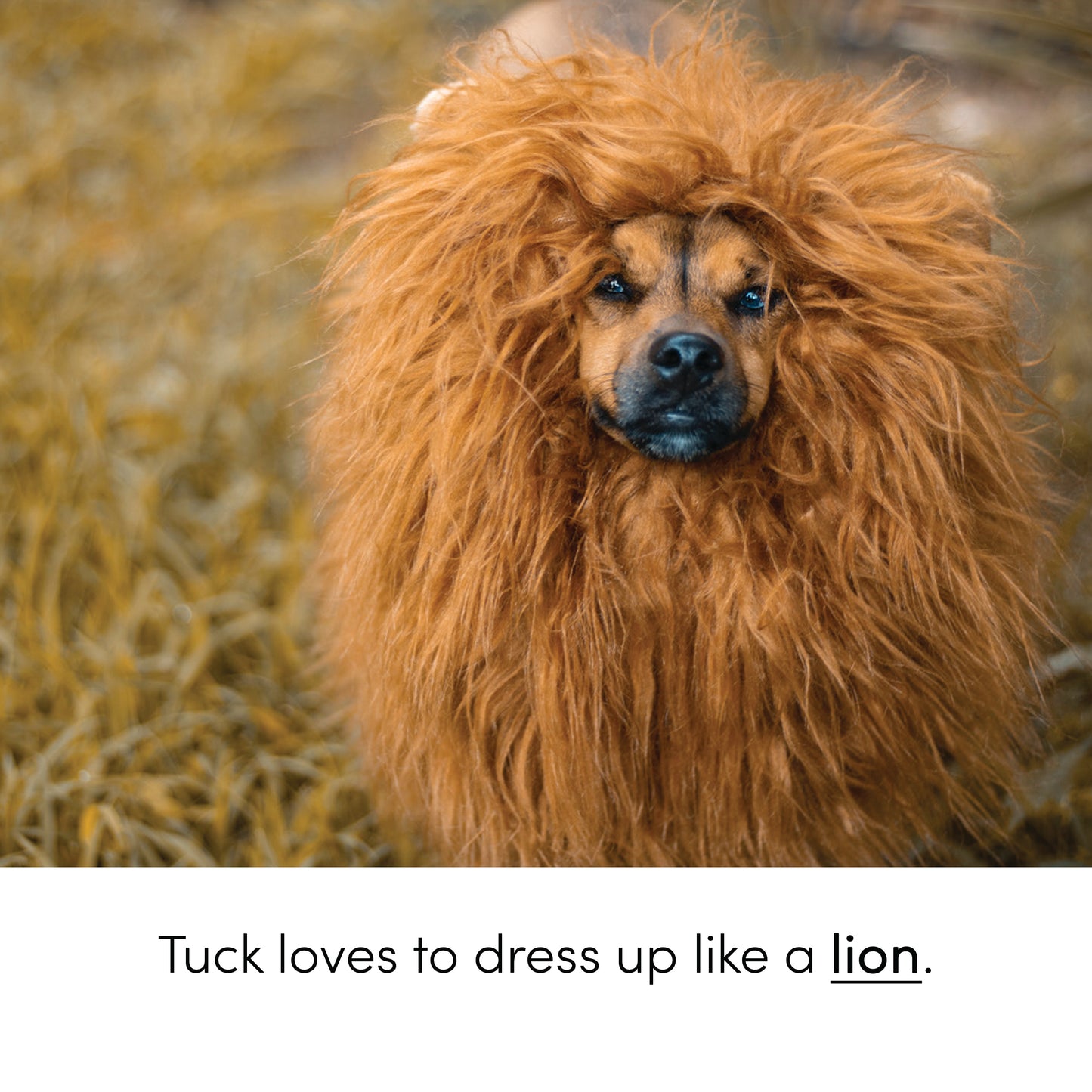 Tuck Teaches Kit